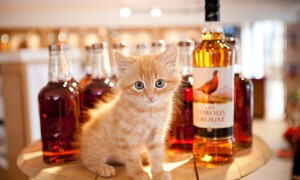 Pubquiz: Autíčkářův pubquiz poprvé: Jaké to bylo?