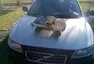 Volvo XC70 D5 136 kw