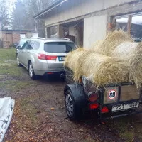 Hledá se daily!!!