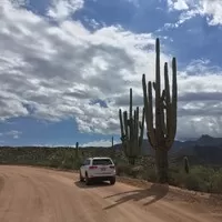 Saguaro