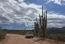 Saguaro