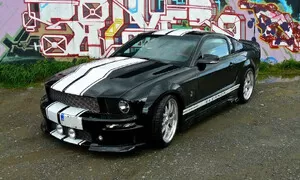 Stádo divokých Mustangů