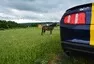 Ford Mustang 3.7 V6: Amerika ist wunderbar!
