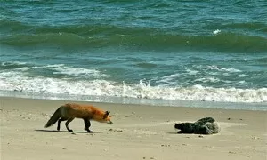 Jak Liška k Tuleňovi přišla