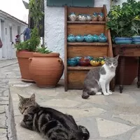 Zelená bestie