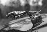 Jaguar XJ12 (X305): Jaké to je, býti chvíli aristokratem