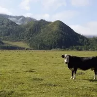Mongol Rally 2018 část 9. : O jacích, mongolských cestách a rozpadajících se autech 