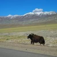 Mongol Rally 2018 část 9. : O jacích, mongolských cestách a rozpadajících se autech 