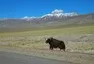 Mongol Rally 2018 část 9. : O jacích, mongolských cestách a rozpadajících se autech 