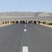 Mongol Rally 2018 část 9. : O jacích, mongolských cestách a rozpadajících se autech 