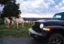 Jeep Wrangler Rubicon: Jediný originál