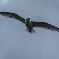 Anglická odysea aneb jak se kupuje speciál na PlechCup