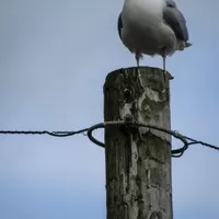 Anglická odysea aneb jak se kupuje speciál na PlechCup
