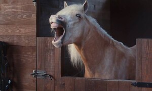 Novinky: Nechcete, aby se vám při couvání s přívěsem řehtali koně? Kupte si VW!