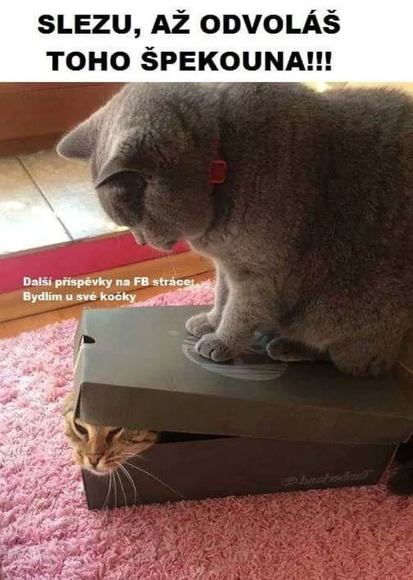 Obrázek v komentáři