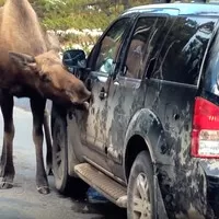 Nenechávejte losy lízat vaše auto