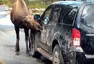Nenechávejte losy lízat vaše auto