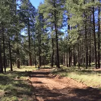 Cesta