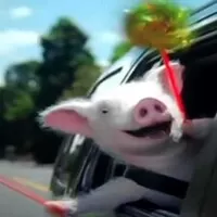 car pig happy cute :D