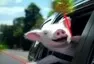 car pig happy cute :D