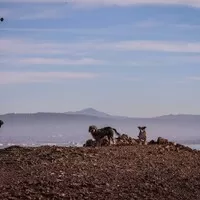 Jak se jednou svezete v Corvette, navždycky se zamilujete