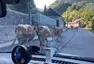 Na Eibenthal! aneb Autíčkářovy chaotické zápisky z Gumbalkánu