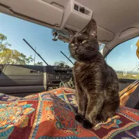 vancatmeow.com