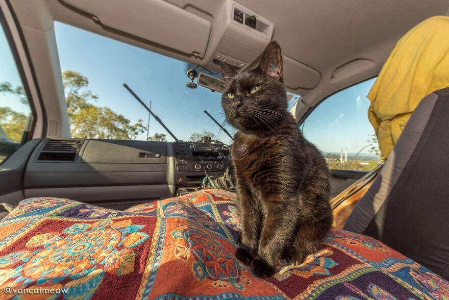 vancatmeow.com