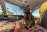 vancatmeow.com