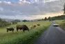 Chaotické výpisky ze života automobilového děvkaře
