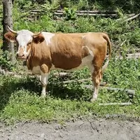 Gumbalkán 2024 – jedeme, část 2