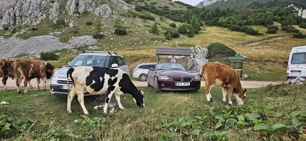 Obrázek v komentáři